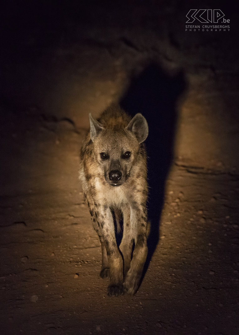 South Luangwa - Hyena in de nacht  Stefan Cruysberghs